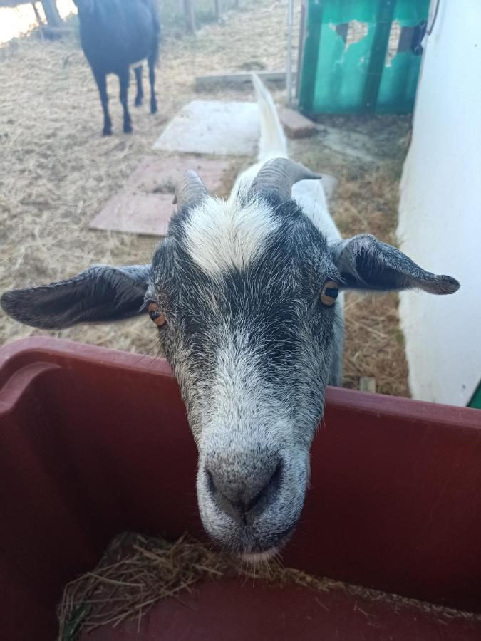 Agriturismo Podere La Selva Villa Serre Di Rapolano Dış mekan fotoğraf