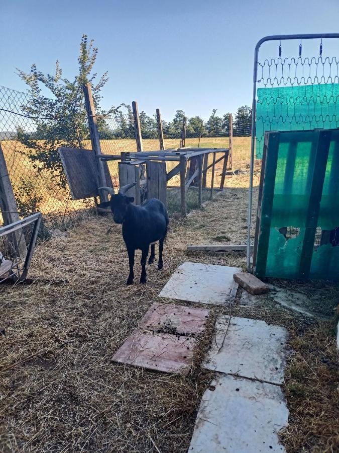 Agriturismo Podere La Selva Villa Serre Di Rapolano Dış mekan fotoğraf