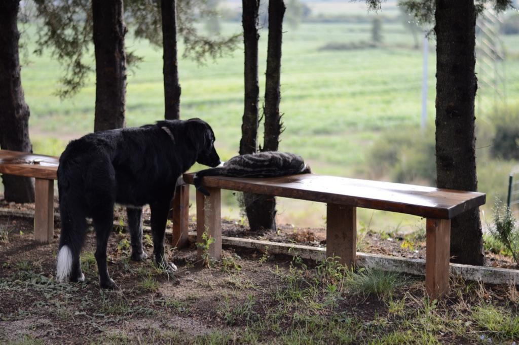 Agriturismo Podere La Selva Villa Serre Di Rapolano Dış mekan fotoğraf