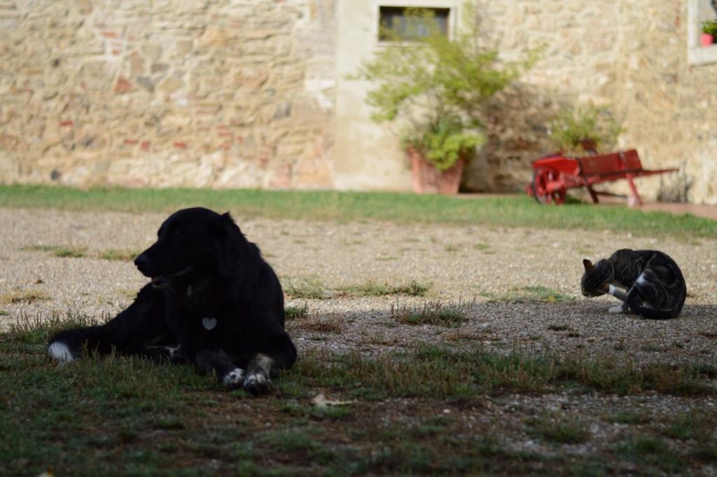 Agriturismo Podere La Selva Villa Serre Di Rapolano Dış mekan fotoğraf